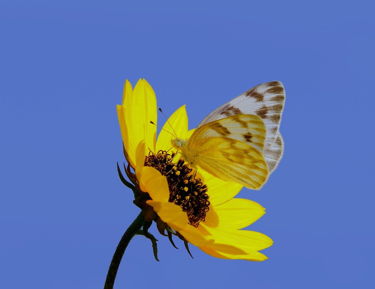 butterfly, nature, insect, wings, flower, pollinate, yellow, sunny day, sky, macro, daylight, natural beauty, summer, yellow flower, beauty of nature, bee, open sky, clear weather, diversity, ecology